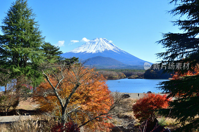 富士山和日本富士五湖地区的秋叶:Shojiko湖/ Shoji湖